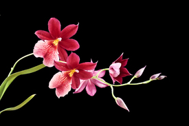 Orchideenrispe/9561062